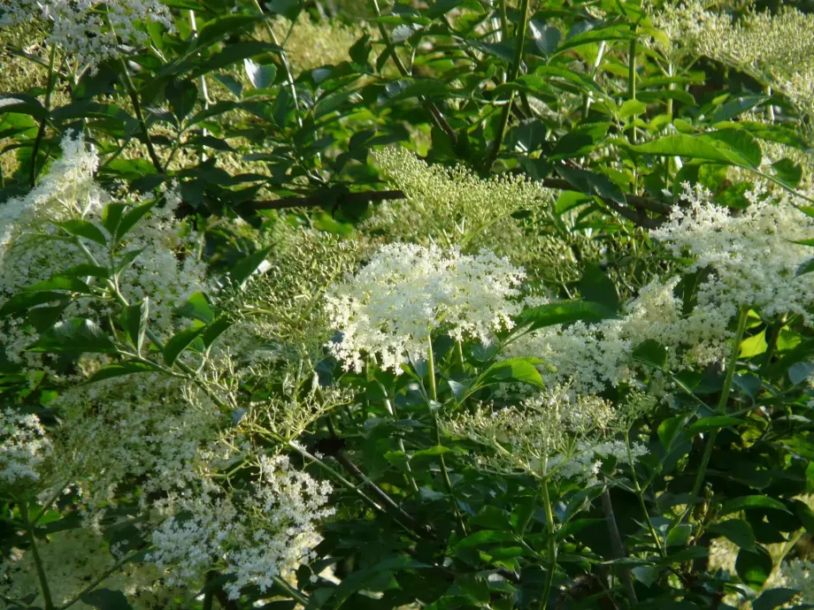 Sambucus Nigra - Hedgerow