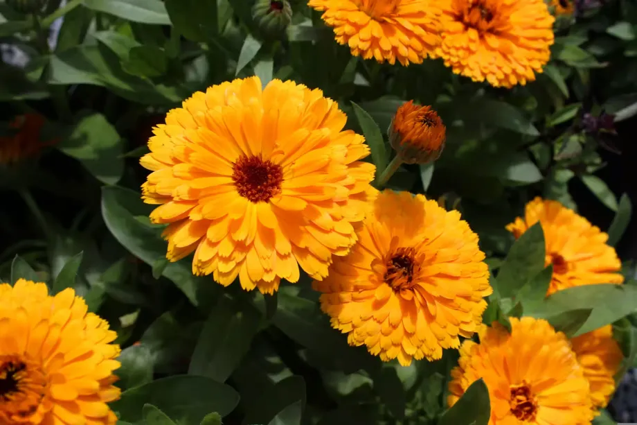 Calendula Officinalis