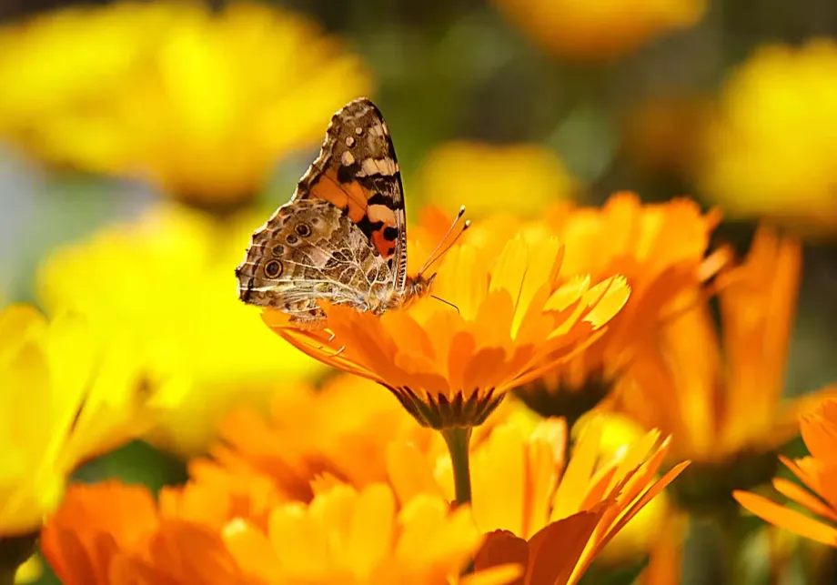 Calendula Officinalis - Habitat