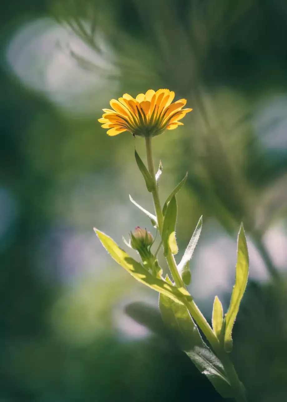 Calendula Officinalis - Whole