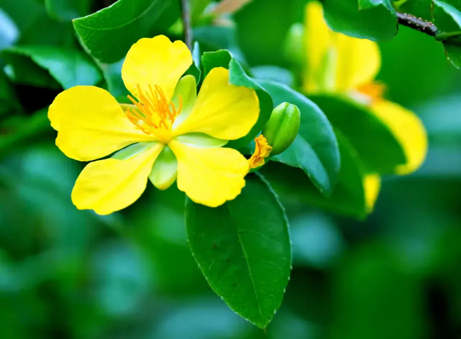 Hypericum perforatum - Leaf