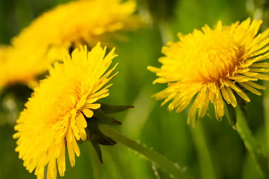 Taraxacum officinale