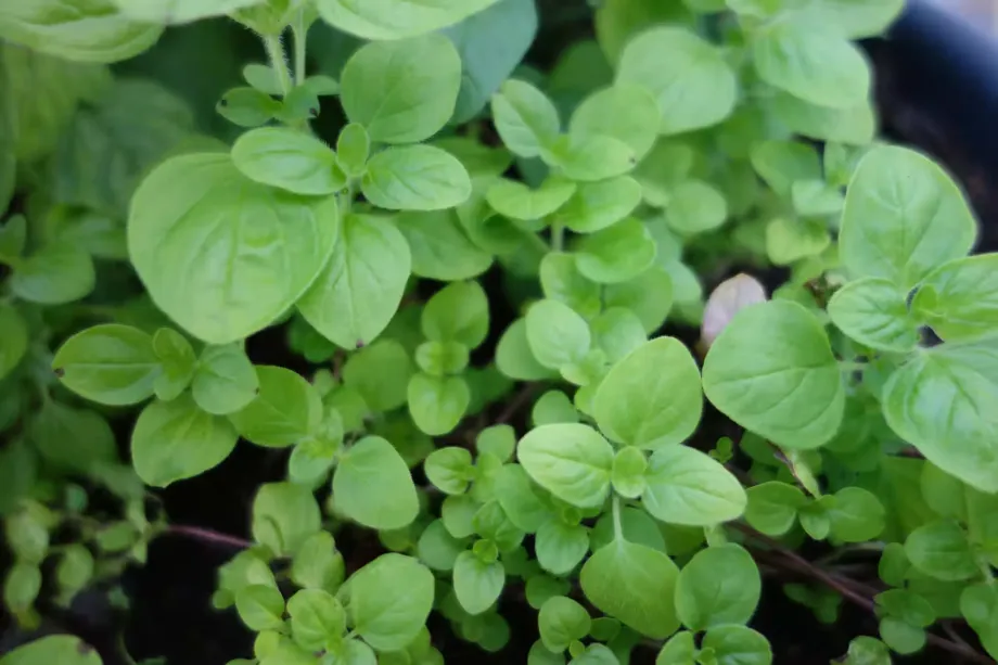 marjoram-5340400