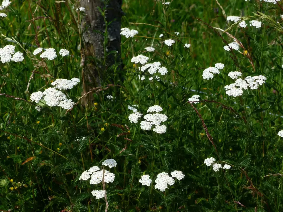 common-yarrow-167528