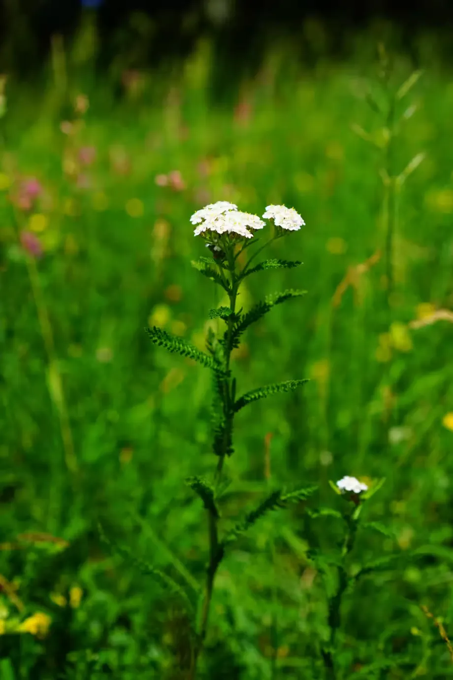 yarrow-1464759