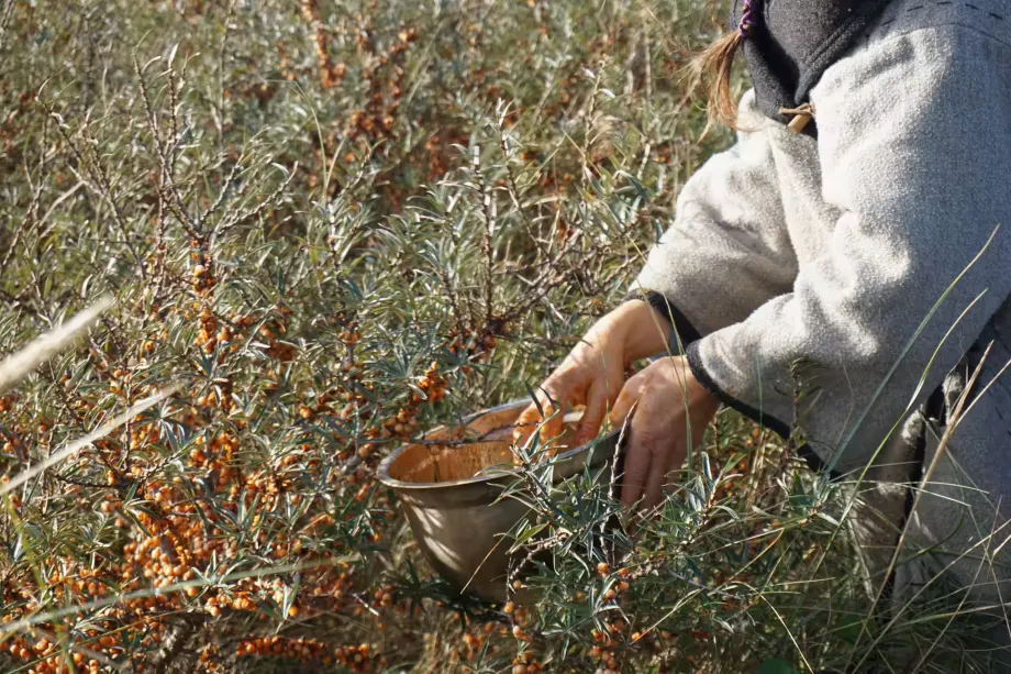 sea-buckthorn-5009152