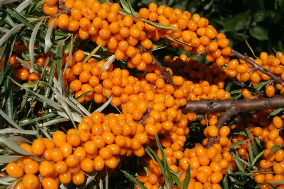 sea-buckthorn-3517797