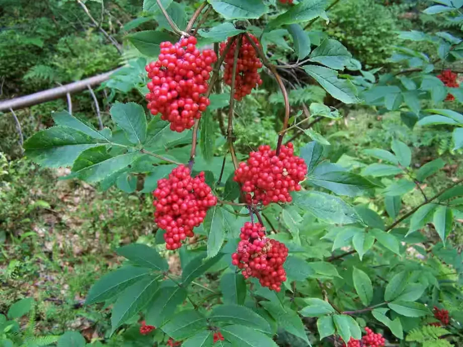 sambucus-racemosa-a2