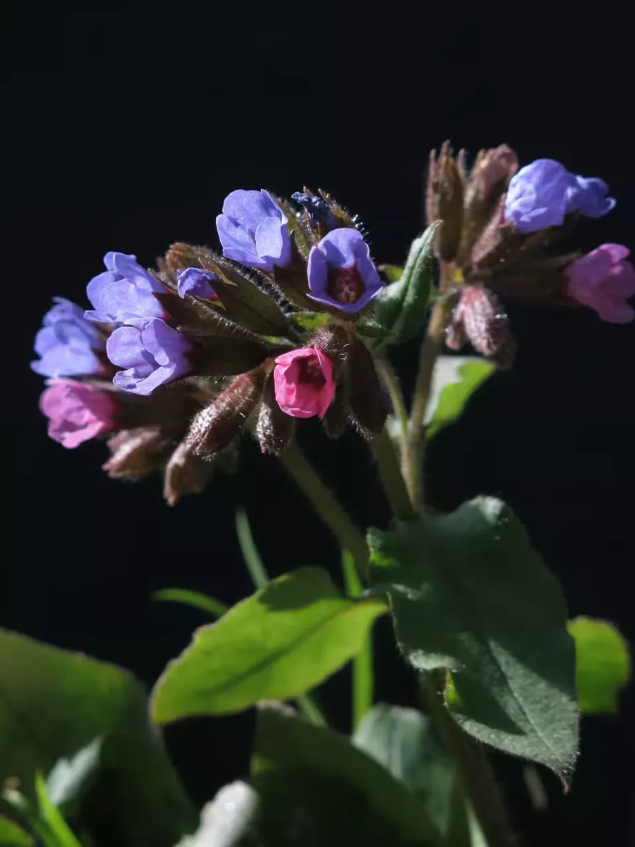 lungwort-4955150