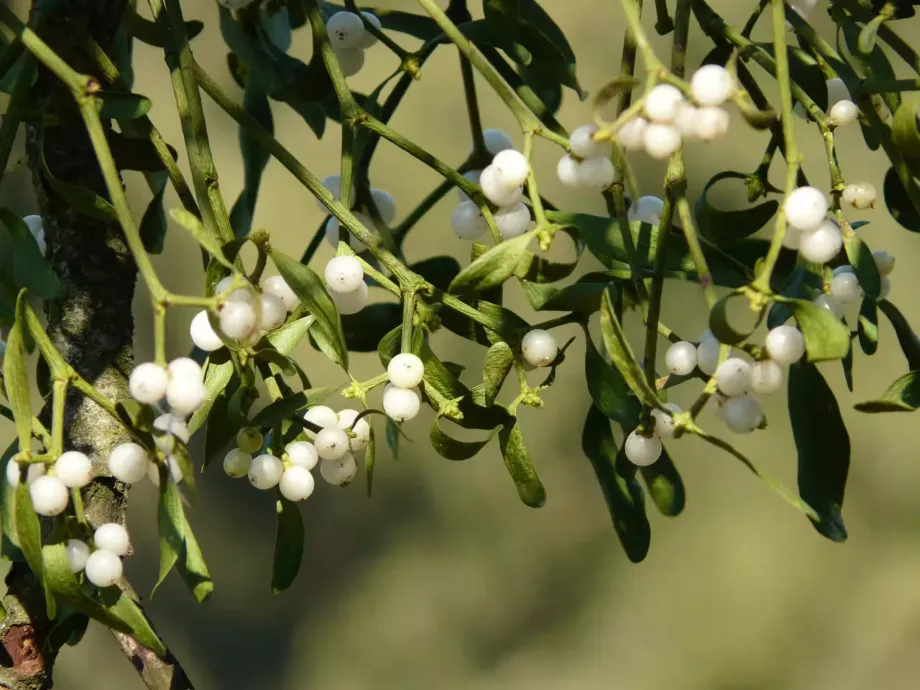 mistletoe-berries-16395