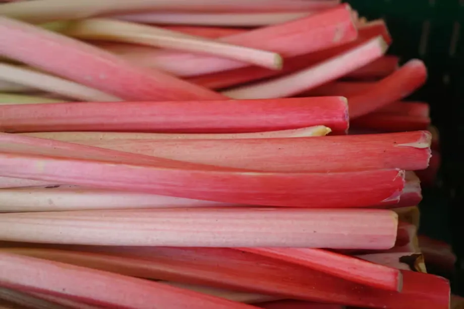 rhubarb-318217