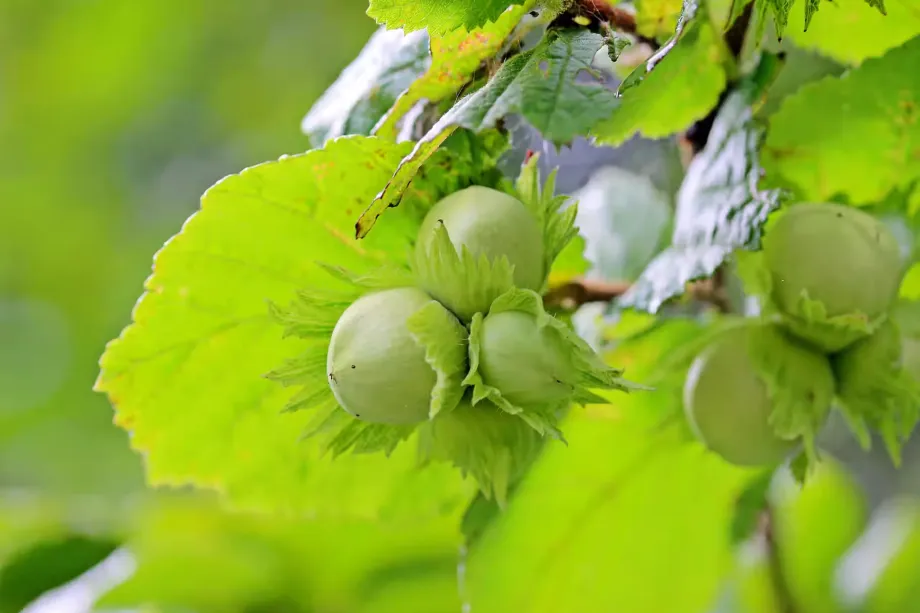 hazelnuts-1574367
