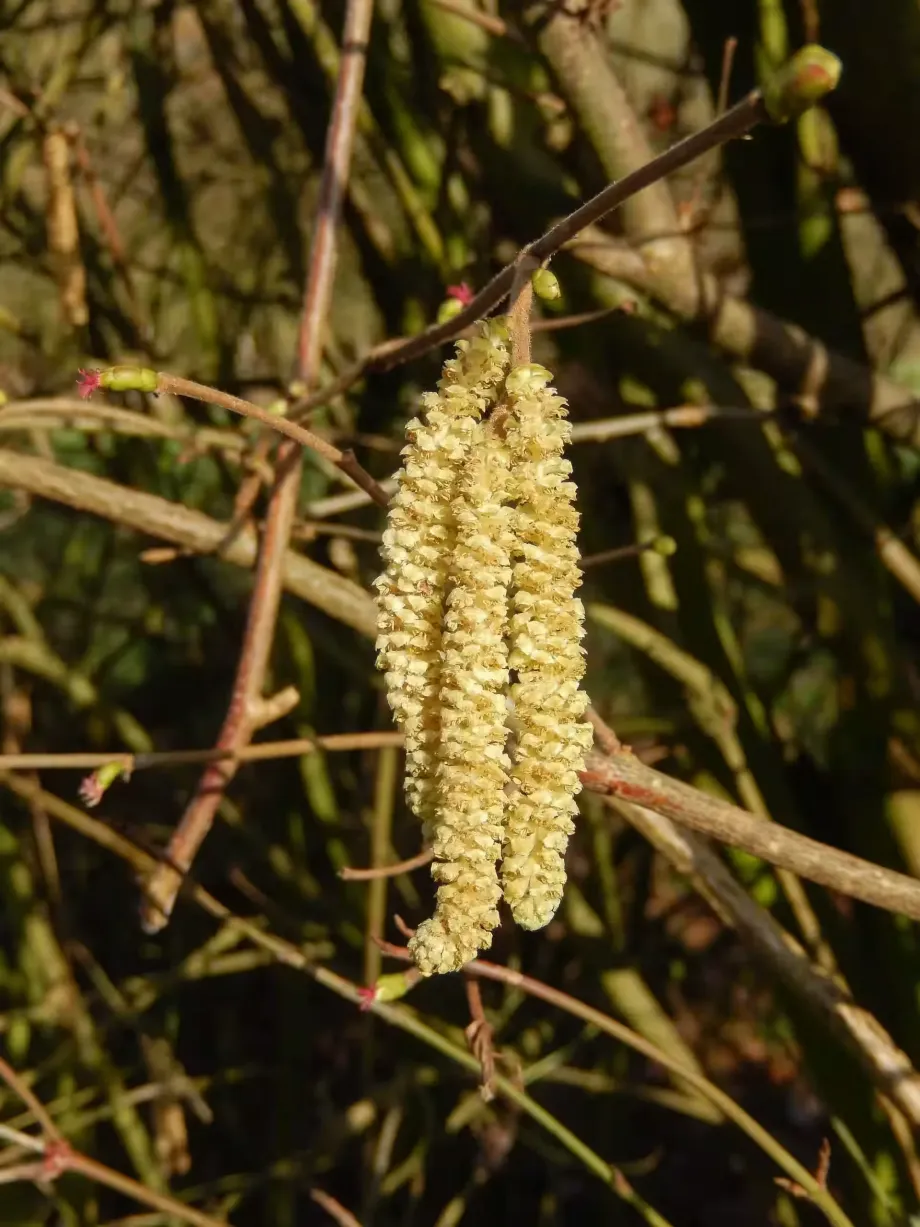 corylus-avellana-4831080