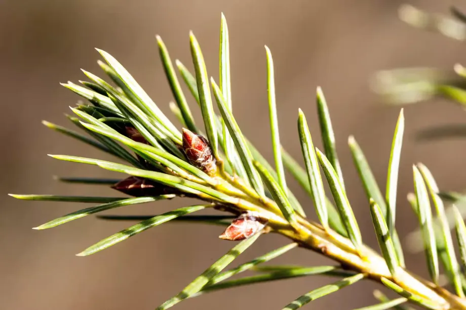 pine-needles-275718