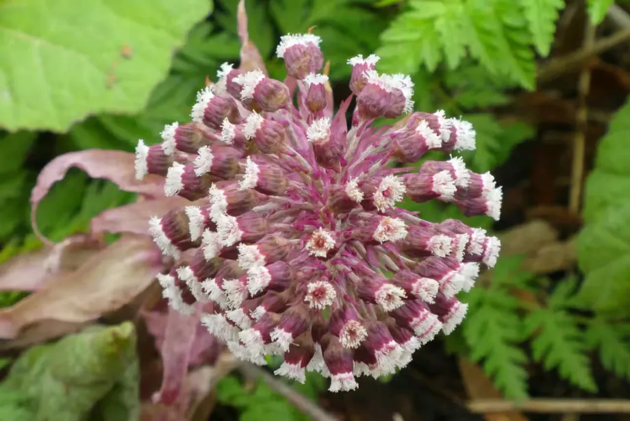 butterbur-4951022